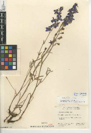  (Delphinium parryi subsp. parryi - CCDB-24949-G08)  @11 [ ] CreativeCommons - Attribution Non-Commercial Share-Alike (2015) SDNHM San Diego Natural History Museum