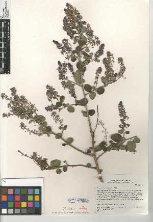  (Ceanothus leucodermis - CCDB-24949-G11)  @11 [ ] CreativeCommons - Attribution Non-Commercial Share-Alike (2015) SDNHM San Diego Natural History Museum
