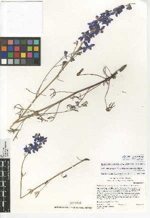  (Delphinium parryi subsp. maritimum - CCDB-24949-H08)  @11 [ ] CreativeCommons - Attribution Non-Commercial Share-Alike (2015) SDNHM San Diego Natural History Museum