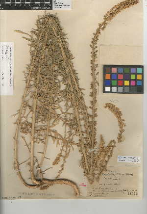  (Reseda alba - CCDB-24949-H10)  @11 [ ] CreativeCommons - Attribution Non-Commercial Share-Alike (2015) SDNHM San Diego Natural History Museum
