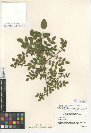  ( - CCDB-24950-C07)  @11 [ ] CreativeCommons - Attribution Non-Commercial Share-Alike (2015) SDNHM San Diego Natural History Museum