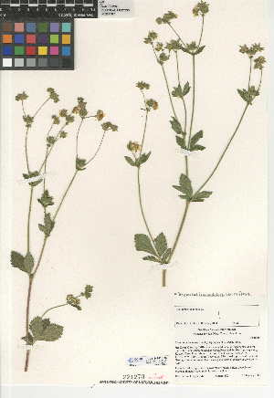  (Potentilla glandulosa subsp. reflexa - CCDB-24950-D03)  @11 [ ] CreativeCommons - Attribution Non-Commercial Share-Alike (2015) SDNHM San Diego Natural History Museum