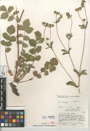  (Potentilla glandulosa subsp. glandulosa - CCDB-24950-E03)  @11 [ ] CreativeCommons - Attribution Non-Commercial Share-Alike (2015) SDNHM San Diego Natural History Museum