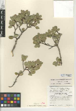  (Rhamnus insula - CCDB-24950-F01)  @11 [ ] CreativeCommons - Attribution Non-Commercial Share-Alike (2015) SDNHM San Diego Natural History Museum