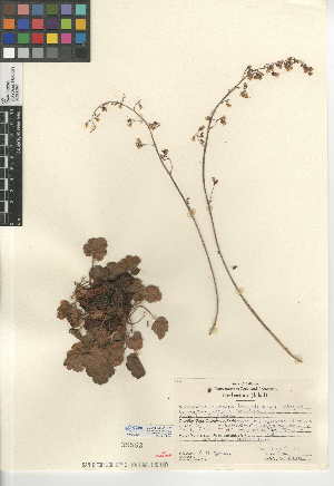  (Heuchera brevistaminea - CCDB-24951-B01)  @11 [ ] CreativeCommons - Attribution Non-Commercial Share-Alike (2015) SDNHM San Diego Natural History Museum