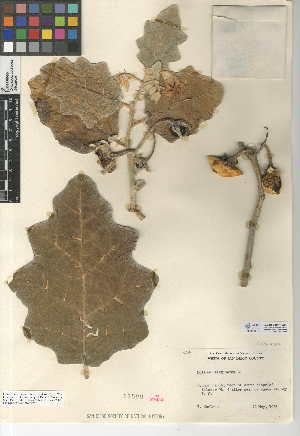 (Solanum marginatum - CCDB-24951-C08)  @11 [ ] CreativeCommons - Attribution Non-Commercial Share-Alike (2015) SDNHM San Diego Natural History Museum