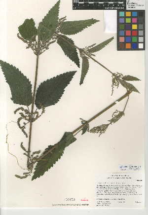  (Urtica dioica subsp. holosericea - CCDB-24951-C11)  @11 [ ] CreativeCommons - Attribution Non-Commercial Share-Alike (2015) SDNHM San Diego Natural History Museum