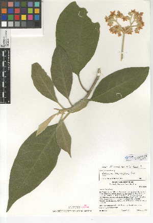  (Solanum lanceolatum - CCDB-24951-E08)  @11 [ ] CreativeCommons - Attribution Non-Commercial Share-Alike (2015) SDNHM San Diego Natural History Museum