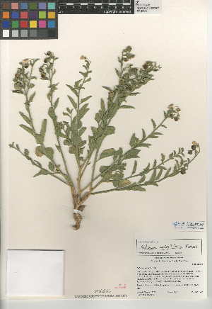  (Solanum umbelliferum - CCDB-24951-E09)  @11 [ ] CreativeCommons - Attribution Non-Commercial Share-Alike (2015) SDNHM San Diego Natural History Museum