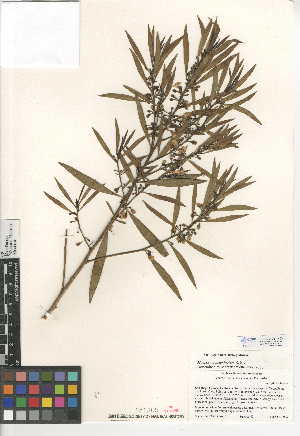  (Myoporum acuminatum - CCDB-24951-H03)  @11 [ ] CreativeCommons - Attribution Non-Commercial Share-Alike (2015) SDNHM San Diego Natural History Museum