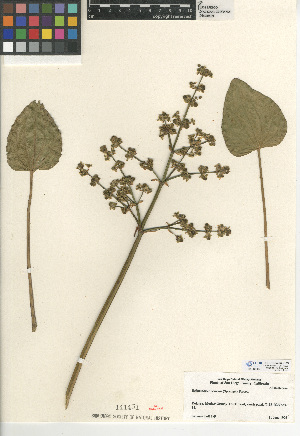  (Echinodorus berteroi - CCDB-24952-C09)  @11 [ ] CreativeCommons - Attribution Non-Commercial Share-Alike (2015) SDNHM San Diego Natural History Museum