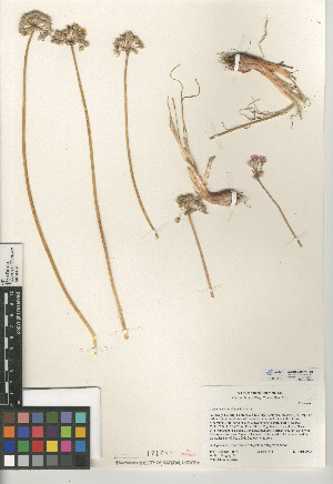  (Allium haematochiton - CCDB-24952-E10)  @11 [ ] CreativeCommons - Attribution Non-Commercial Share-Alike (2015) SDNHM San Diego Natural History Museum