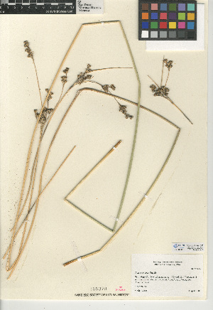  (Juncus cooperi - CCDB-24953-A11)  @11 [ ] CreativeCommons - Attribution Non-Commercial Share-Alike (2015) SDNHM San Diego Natural History Museum