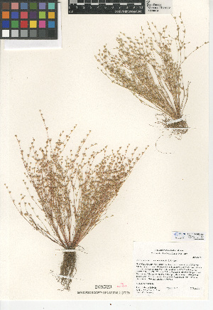  (Juncus bufonius var. occidentalis - CCDB-24953-B11)  @11 [ ] CreativeCommons - Attribution Non-Commercial Share-Alike (2015) SDNHM San Diego Natural History Museum