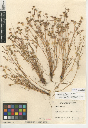  (Juncus bufonius var. congestus - CCDB-24953-C11)  @11 [ ] CreativeCommons - Attribution Non-Commercial Share-Alike (2015) SDNHM San Diego Natural History Museum