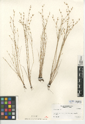  (Juncus bufonius var. bufonius - CCDB-24953-D11)  @11 [ ] CreativeCommons - Attribution Non-Commercial Share-Alike (2015) SDNHM San Diego Natural History Museum
