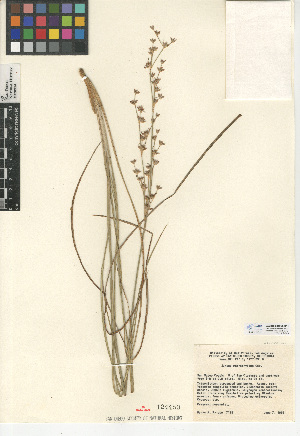  (Juncus macrophyllus - CCDB-24953-D12)  @11 [ ] CreativeCommons - Attribution Non-Commercial Share-Alike (2015) SDNHM San Diego Natural History Museum