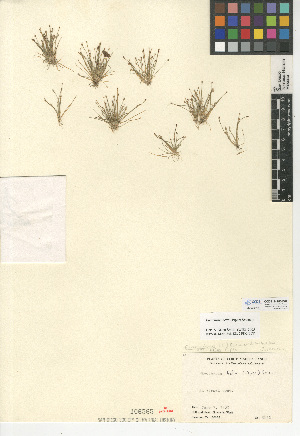  (Eleocharis bella - CCDB-24953-E07)  @11 [ ] CreativeCommons - Attribution Non-Commercial Share-Alike (2015) SDNHM San Diego Natural History Museum