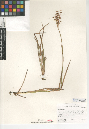  (Juncus macrandrus - CCDB-24953-E12)  @11 [ ] CreativeCommons - Attribution Non-Commercial Share-Alike (2015) SDNHM San Diego Natural History Museum