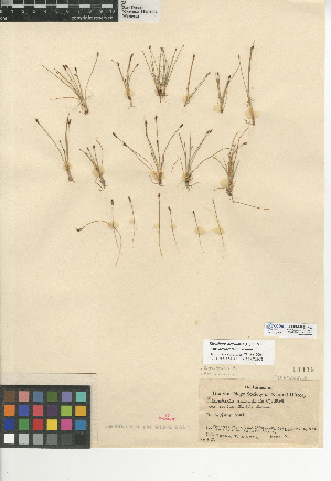  (Eleocharis acicularis var. occidentalis - CCDB-24953-F07)  @11 [ ] CreativeCommons - Attribution Non-Commercial Share-Alike (2015) SDNHM San Diego Natural History Museum