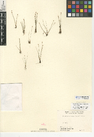  (Eleocharis acicularis var. acicularis - CCDB-24953-G07)  @11 [ ] CreativeCommons - Attribution Non-Commercial Share-Alike (2015) SDNHM San Diego Natural History Museum