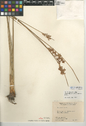  (Juncus effusus subsp. austrocalifornicus - CCDB-24953-G12)  @11 [ ] CreativeCommons - Attribution Non-Commercial Share-Alike (2015) SDNHM San Diego Natural History Museum