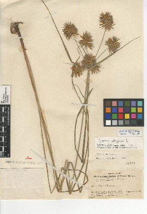  (Juncus arcticus var. mexicanus - CCDB-24953-H07)  @11 [ ] CreativeCommons - Attribution Non-Commercial Share-Alike (2015) SDNHM San Diego Natural History Museum