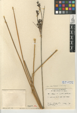  (Juncus acutus subsp. leopoldii - CCDB-24953-H11)  @11 [ ] CreativeCommons - Attribution Non-Commercial Share-Alike (2015) SDNHM San Diego Natural History Museum