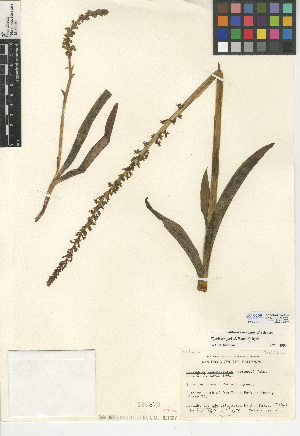  (Piperia cooperi - CCDB-24954-A04)  @11 [ ] CreativeCommons - Attribution Non-Commercial Share-Alike (2015) SDNHM San Diego Natural History Museum