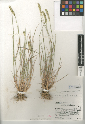  (Agropyron cristatum - CCDB-24954-A05)  @11 [ ] CreativeCommons - Attribution Non-Commercial Share-Alike (2015) SDNHM San Diego Natural History Museum