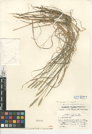  (Alopecurus aequalis - CCDB-24954-A06)  @11 [ ] CreativeCommons - Attribution Non-Commercial Share-Alike (2015) SDNHM San Diego Natural History Museum