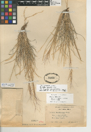  (Aristida purpurea var. longiseta - CCDB-24954-A07)  @11 [ ] CreativeCommons - Attribution Non-Commercial Share-Alike (2015) SDNHM San Diego Natural History Museum