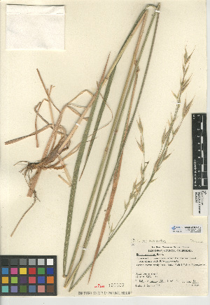  (Bromus carinatus - CCDB-24954-A10)  @11 [ ] CreativeCommons - Attribution Non-Commercial Share-Alike (2015) SDNHM San Diego Natural History Museum