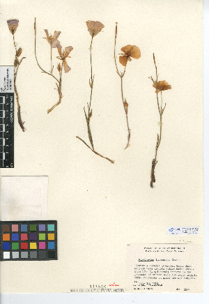  (Calochortus invenustus - CCDB-24954-B02)  @11 [ ] CreativeCommons - Attribution Non-Commercial Share-Alike (2015) SDNHM San Diego Natural History Museum