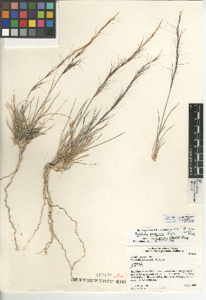  (Aristida purpurea var. fendleriana - CCDB-24954-B07)  @11 [ ] CreativeCommons - Attribution Non-Commercial Share-Alike (2015) SDNHM San Diego Natural History Museum