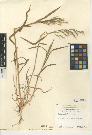  (Bromus berteroanus - CCDB-24954-B10)  @11 [ ] CreativeCommons - Attribution Non-Commercial Share-Alike (2015) SDNHM San Diego Natural History Museum