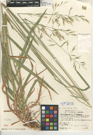  (Bromus orcuttianus - CCDB-24954-B11)  @11 [ ] CreativeCommons - Attribution Non-Commercial Share-Alike (2015) SDNHM San Diego Natural History Museum