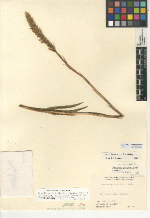  (Spiranthes porrifolia - CCDB-24954-C05)  @11 [ ] CreativeCommons - Attribution Non-Commercial Share-Alike (2015) SDNHM San Diego Natural History Museum