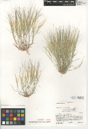  (Aristida californica - CCDB-24954-C07)  @11 [ ] CreativeCommons - Attribution Non-Commercial Share-Alike (2015) SDNHM San Diego Natural History Museum