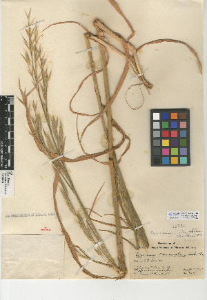  (Bromus arizonicus - CCDB-24954-C10)  @11 [ ] CreativeCommons - Attribution Non-Commercial Share-Alike (2015) SDNHM San Diego Natural History Museum