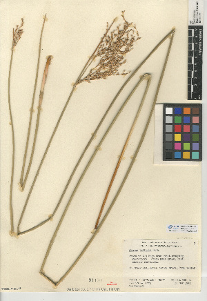  (Juncus textilis - CCDB-24954-D01)  @11 [ ] CreativeCommons - Attribution Non-Commercial Share-Alike (2015) SDNHM San Diego Natural History Museum