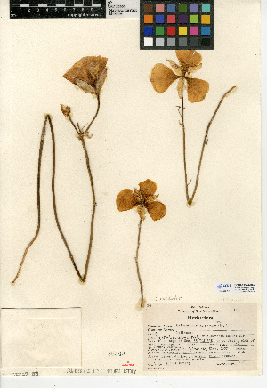  (Calochortus concolor - CCDB-24954-D02)  @11 [ ] CreativeCommons - Attribution Non-Commercial Share-Alike (2015) SDNHM San Diego Natural History Museum