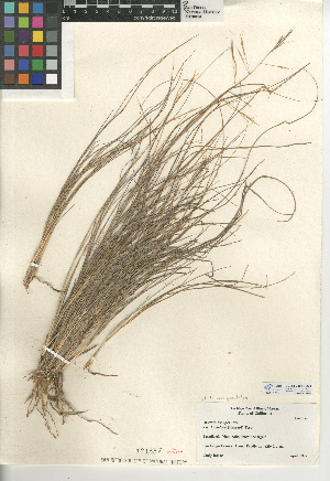  (Aristida ternipes - CCDB-24954-D08)  @11 [ ] CreativeCommons - Attribution Non-Commercial Share-Alike (2015) SDNHM San Diego Natural History Museum