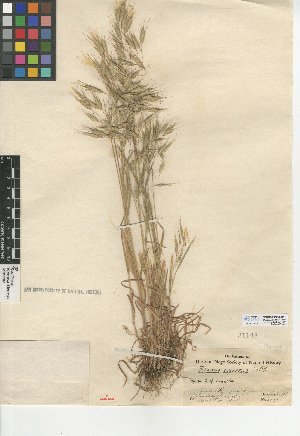  (Bromus arenarius - CCDB-24954-D10)  @11 [ ] CreativeCommons - Attribution Non-Commercial Share-Alike (2015) SDNHM San Diego Natural History Museum