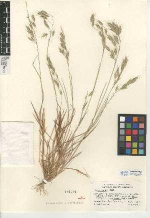  (Bromus japonicus - CCDB-24954-D11)  @11 [ ] CreativeCommons - Attribution Non-Commercial Share-Alike (2015) SDNHM San Diego Natural History Museum