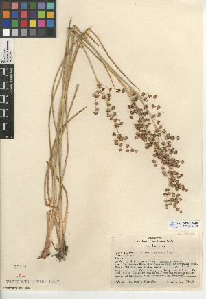  (Juncus rugulosus - CCDB-24954-E01)  @11 [ ] CreativeCommons - Attribution Non-Commercial Share-Alike (2015) SDNHM San Diego Natural History Museum
