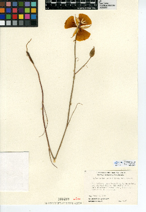  (Calochortus weedii var. weedii - CCDB-24954-E03)  @11 [ ] CreativeCommons - Attribution Non-Commercial Share-Alike (2015) SDNHM San Diego Natural History Museum