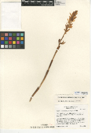  (Cephalanthera austiniae - CCDB-24954-E04)  @11 [ ] CreativeCommons - Attribution Non-Commercial Share-Alike (2015) SDNHM San Diego Natural History Museum