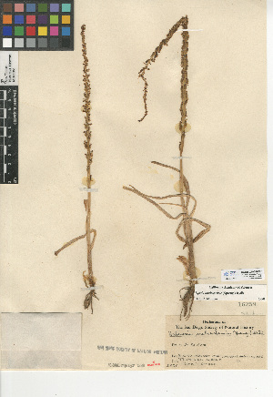  (Piperia unalascensis - CCDB-24954-E05)  @11 [ ] CreativeCommons - Attribution Non-Commercial Share-Alike (2015) SDNHM San Diego Natural History Museum