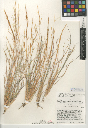  (Aristida purpurea var. wrightii - CCDB-24954-E08)  @11 [ ] CreativeCommons - Attribution Non-Commercial Share-Alike (2015) SDNHM San Diego Natural History Museum